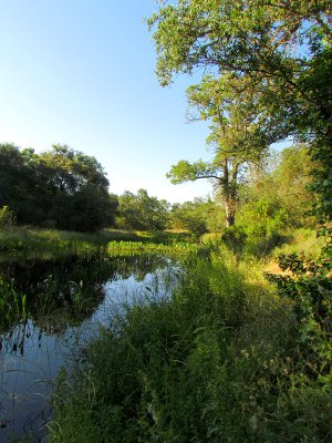 Pond at Folsom.jpg