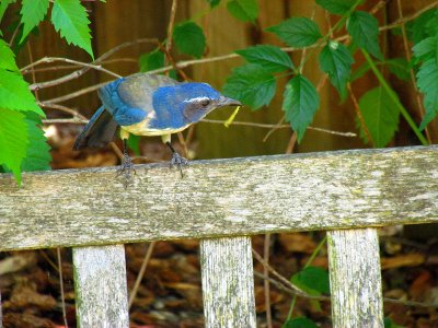 Scrub Jay.jpg