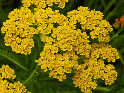 Yellow Achillea.jpg