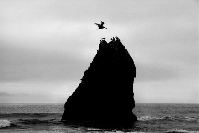 Rock and Pelican.jpg