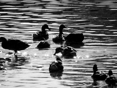 Mallards in the River.jpg