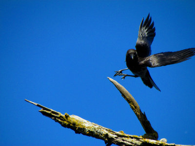 Crow in Flight.jpg