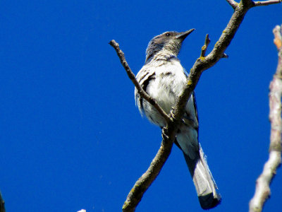 Scrub Jay 2.jpg