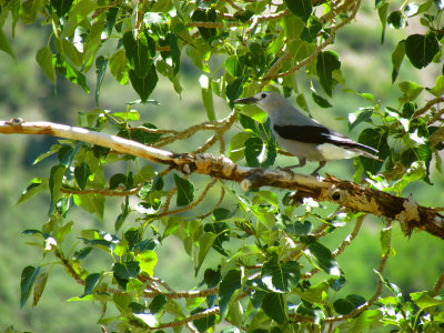 Clarks Nutcracker.jpg