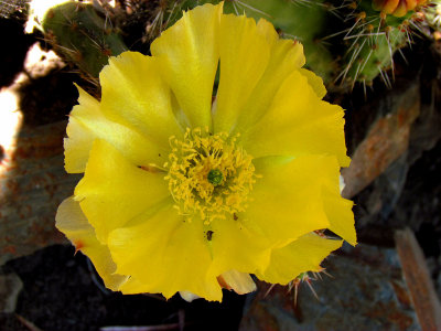 Prickly Pear Cactus Flower.jpg