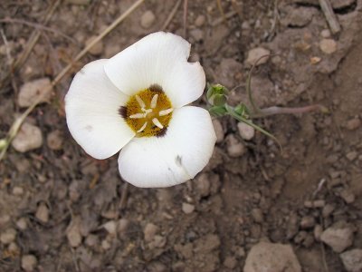 Mariposa Lily.jpg