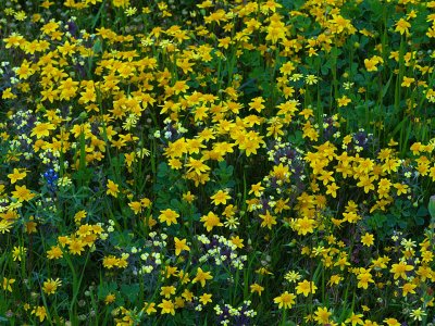 Prairie Flowers 4.jpg