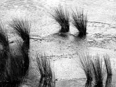 River Reeds.jpg