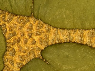 Squash 3.jpg