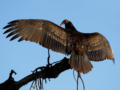 Vulture Sunning Itself.jpg