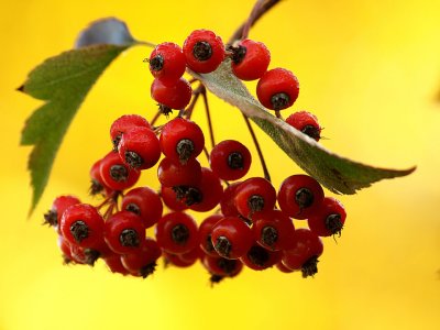 Toyon Berries.jpg