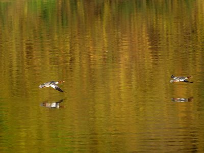 Mergansers in Flight.jpg