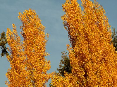 Fremont Cottonwoods in Fall.jpg