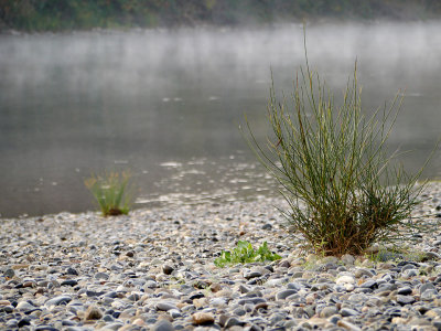 River Mist.jpg