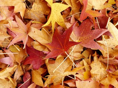 Sweet Gum Leaves 1.jpg