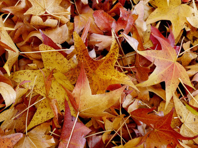 Sweet Gum Leaves 3.jpg