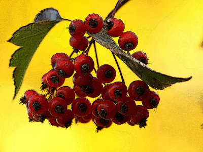Berries Poster Edges.jpg