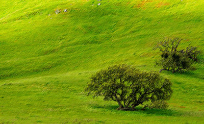 Lonely Oak Pacheco SP pastels.jpg