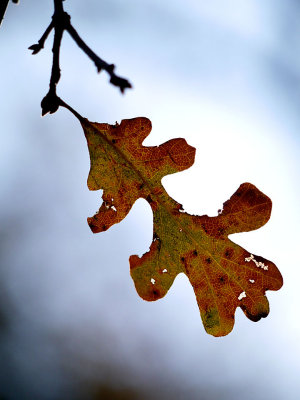 Valley Oak Leaf in Fall.jpg