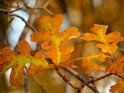 Valley Oak Leaves in Fall.jpg