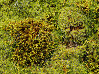 Moss on Boulder.jpg