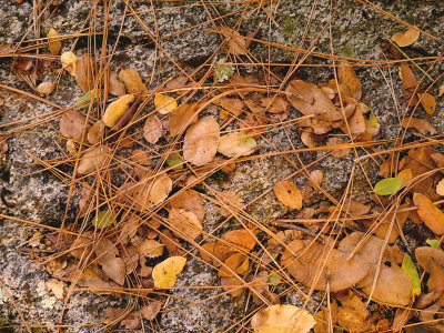 Leaves and Needles 1.jpg