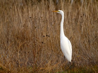 Great Egret at Yolo.jpg