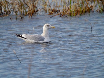 Herring Gull.jpg