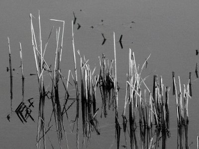 Old Cattails.jpg