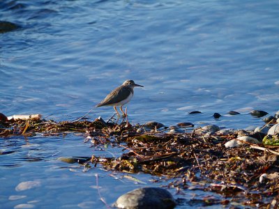 Spotted Sandpiper.jpg