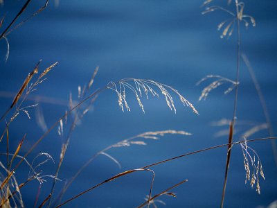 Grass at the River.jpg