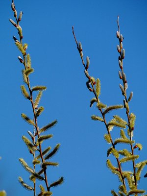 Blooming Willows.jpg