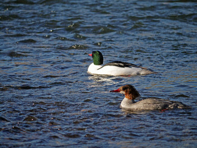 Common Mergansers in River.jpg