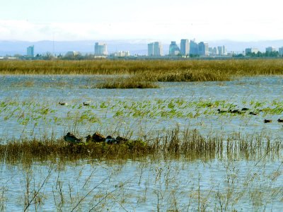 Ducks and City.jpg