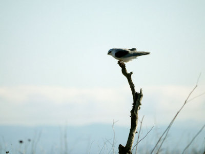 Black-Shouldered Kite.jpg