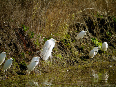 Flock of Egrets.jpg