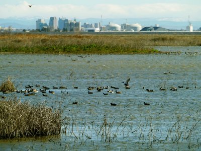 Ducks and City 2.jpg