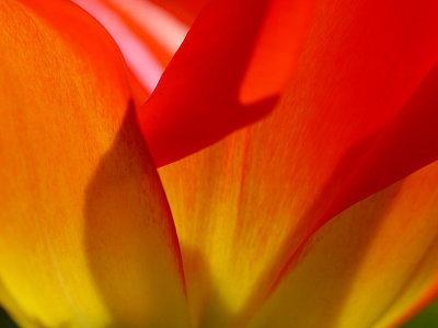 Backlit Tulip 1.jpg