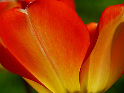 Backlit Tulip 2.jpg