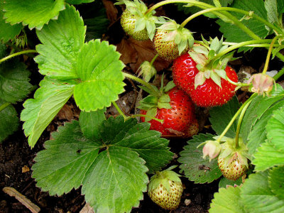 strawberries.jpg