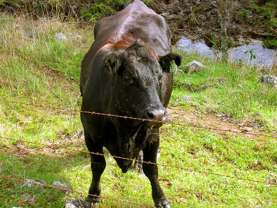 Mad Mama Cow.jpg