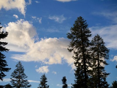 Trees and Clouds.jpg