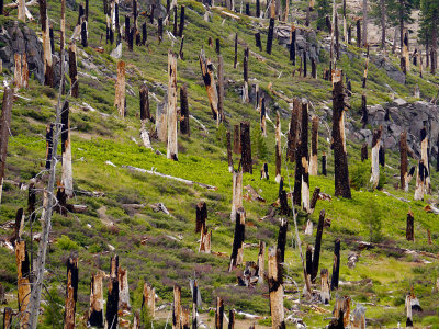 Burned Forest.jpg