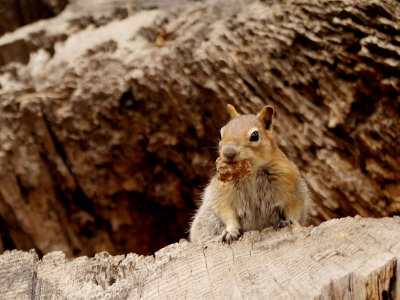 California Ground Squirrel 2.jpg