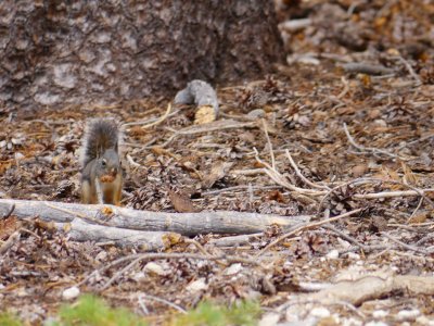 California Ground Squirrel.jpg
