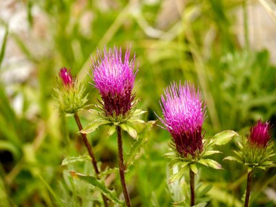 Thistle Flowers.jpg