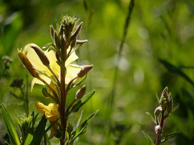 Evening Primrose.jpg