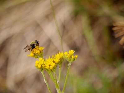 Bumblebee on Flowers.jpg