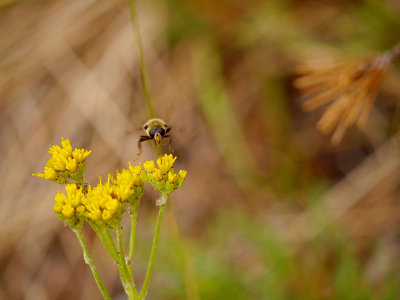 Bumblebee Taking Off.jpg