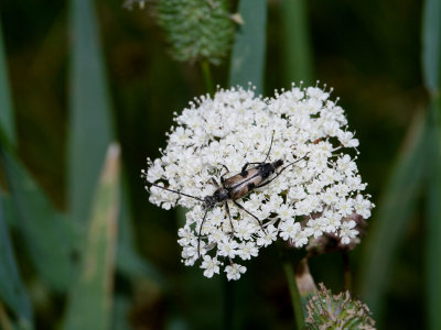 Long-horned Flower Beetle.jpg